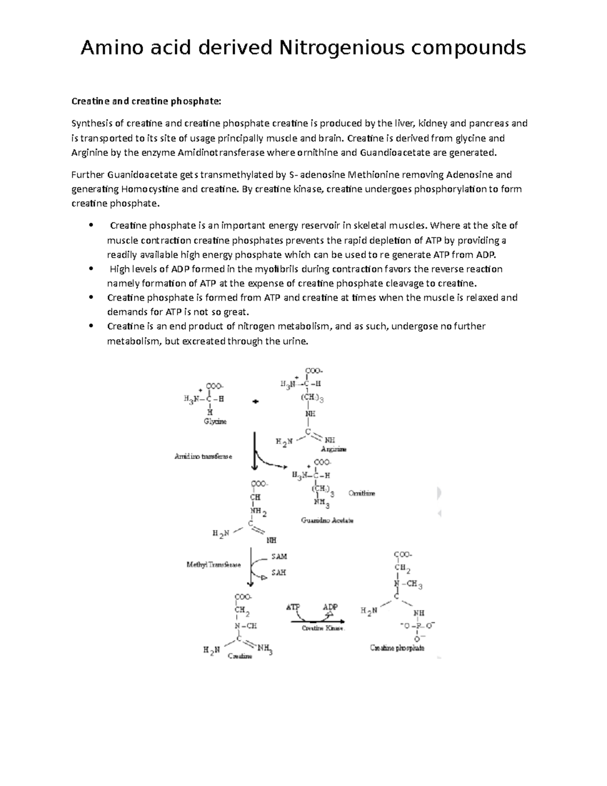 Amino acid derived Nitrogenious compounds Creatine and creatine
