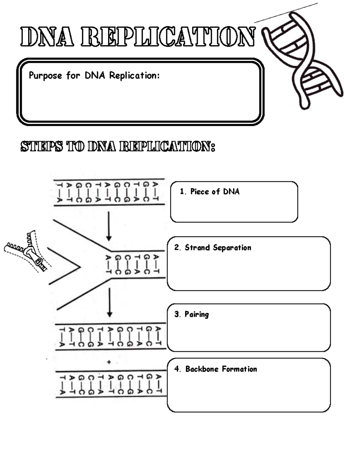 DNAReplication Guided Notes-1 - Purpose for DNA Replication: 2. Strand ...