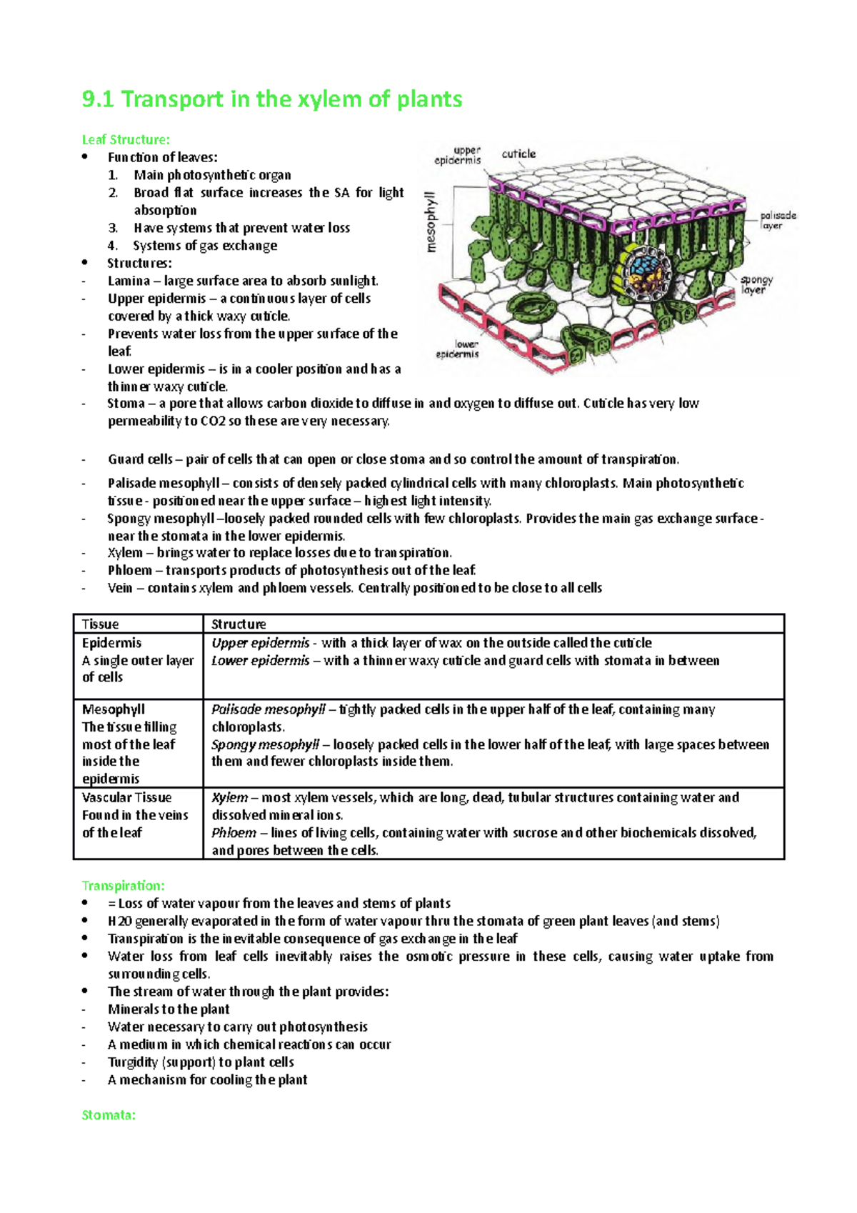Topic 9 Notes - 9 Transport in the xylem of plants Leaf Structure ...