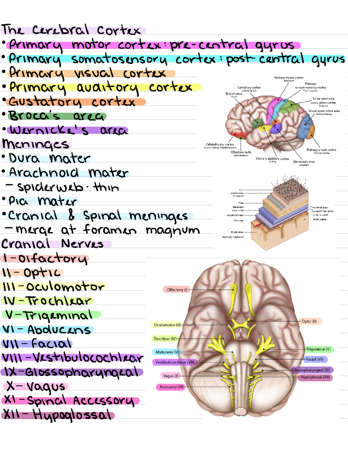 Anatomy Lab 10 brain - The cerebral cortex primary motor cortex : pre ...