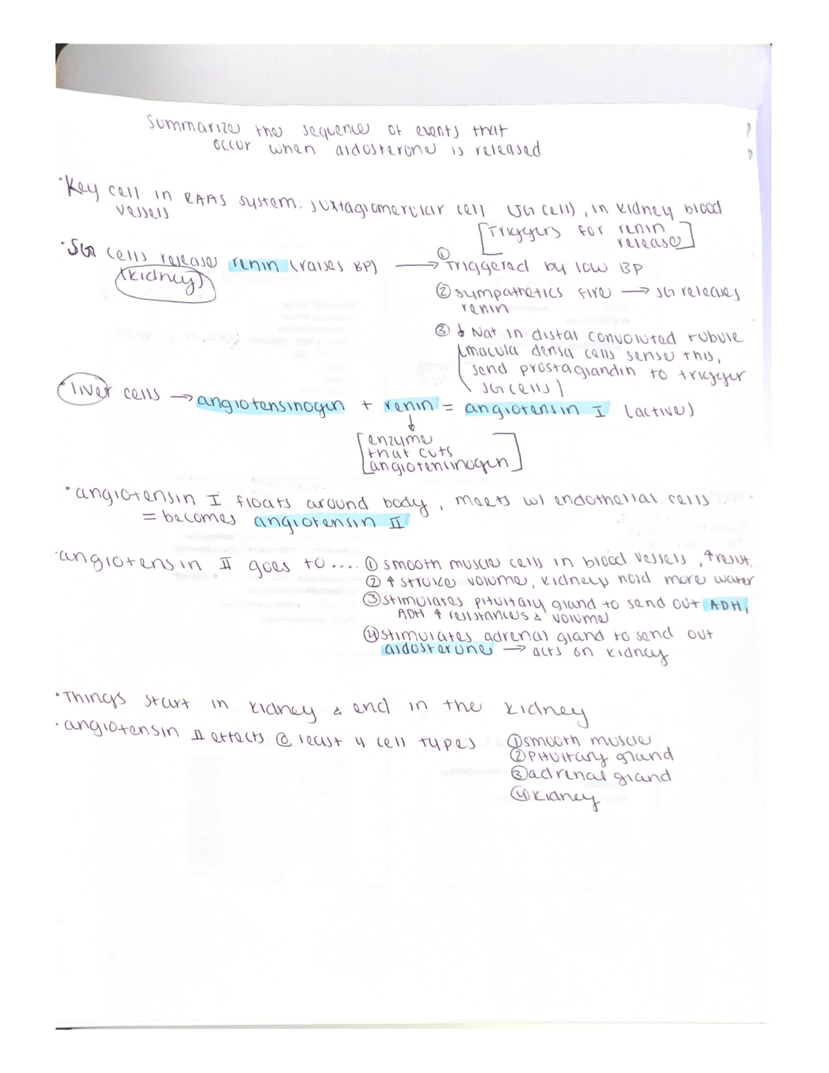 Aldosterone Release - Biol 202 - Studocu