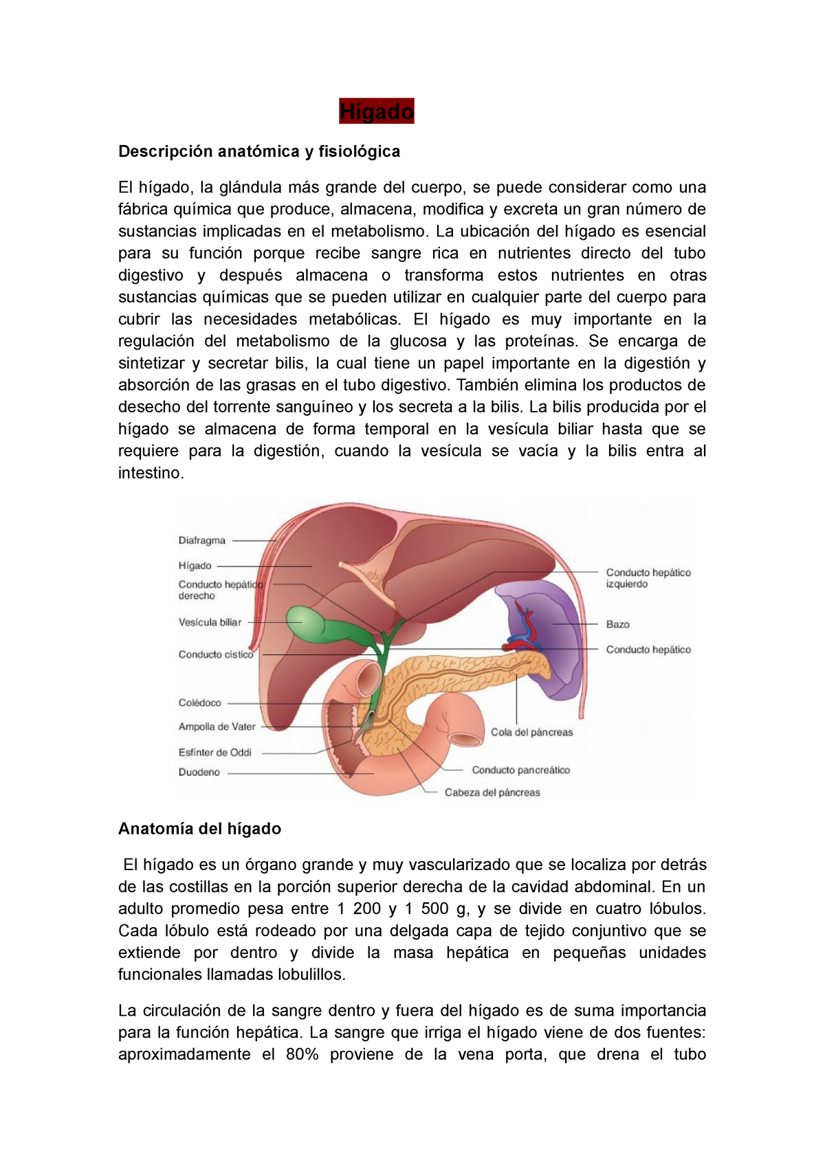Hígado Apuntes Fisiologia Hígado Descripción Anatómica Y Fisiológica El Hígado La Glándula 1499