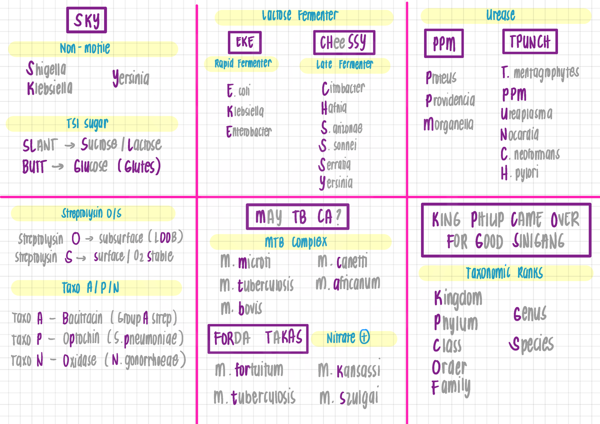 4 - mhhvcchj - SKY LUCTOSe Fermenter Urease NON-Motile EKE cHeeSSY ppM ...