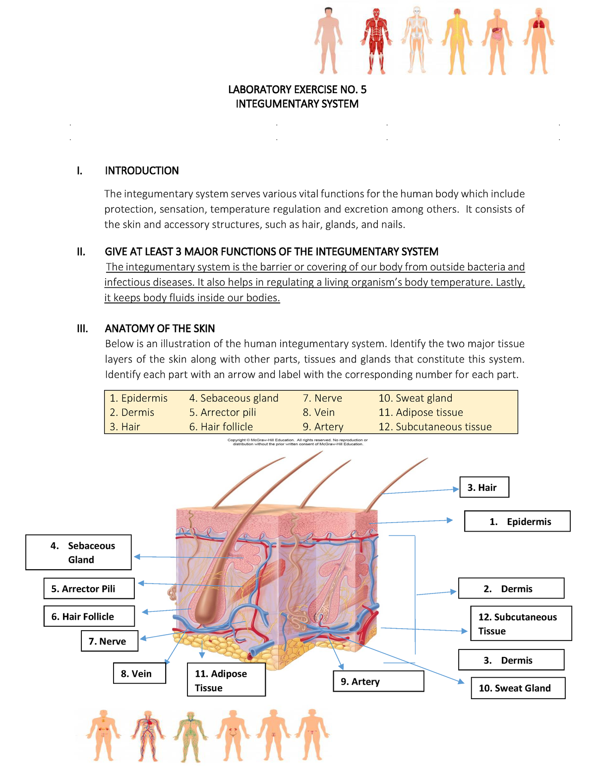 LAB Exercise 5 Tissues - LABORATORY EXERCISE NO. 5 INTEGUMENTARY SYSTEM ...