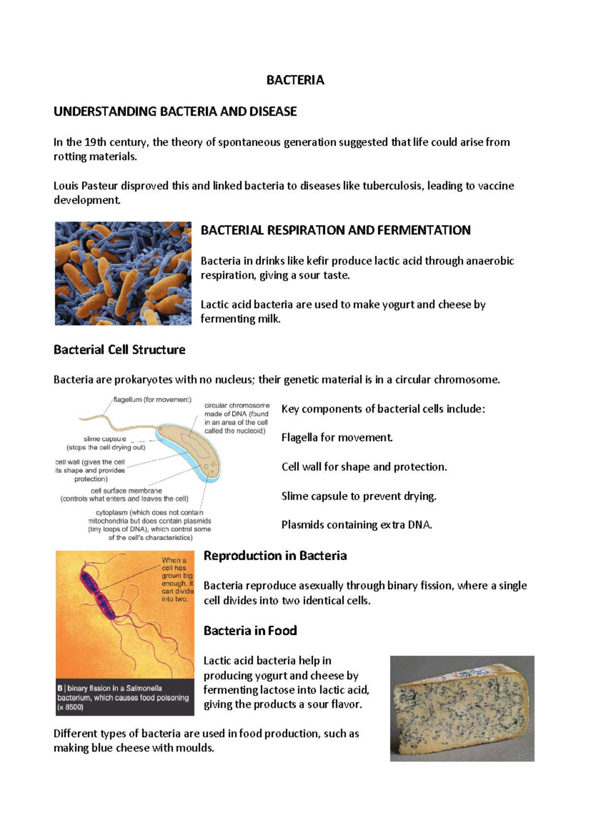 Bacteria - document about the topic of class - BACTERIA UNDERSTANDING ...