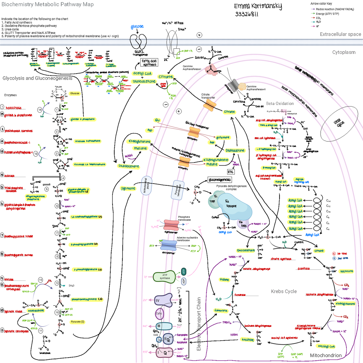 Metabolic Map Assignment - Glycolysis and Gluconeogenesis Enzymes Krebs ...