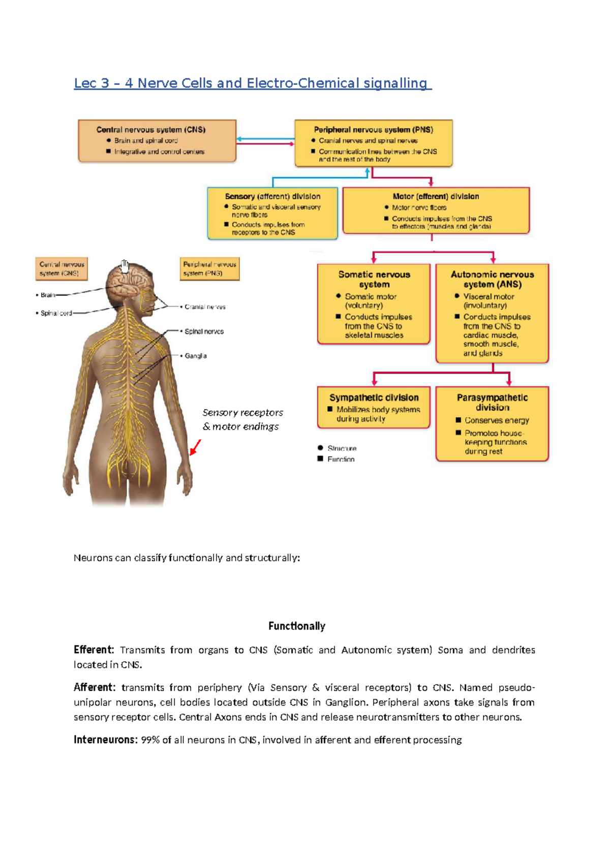 Lec 3+4 - Lecture notes and summary - Lec 3 – 4 Nerve Cells and Electro ...