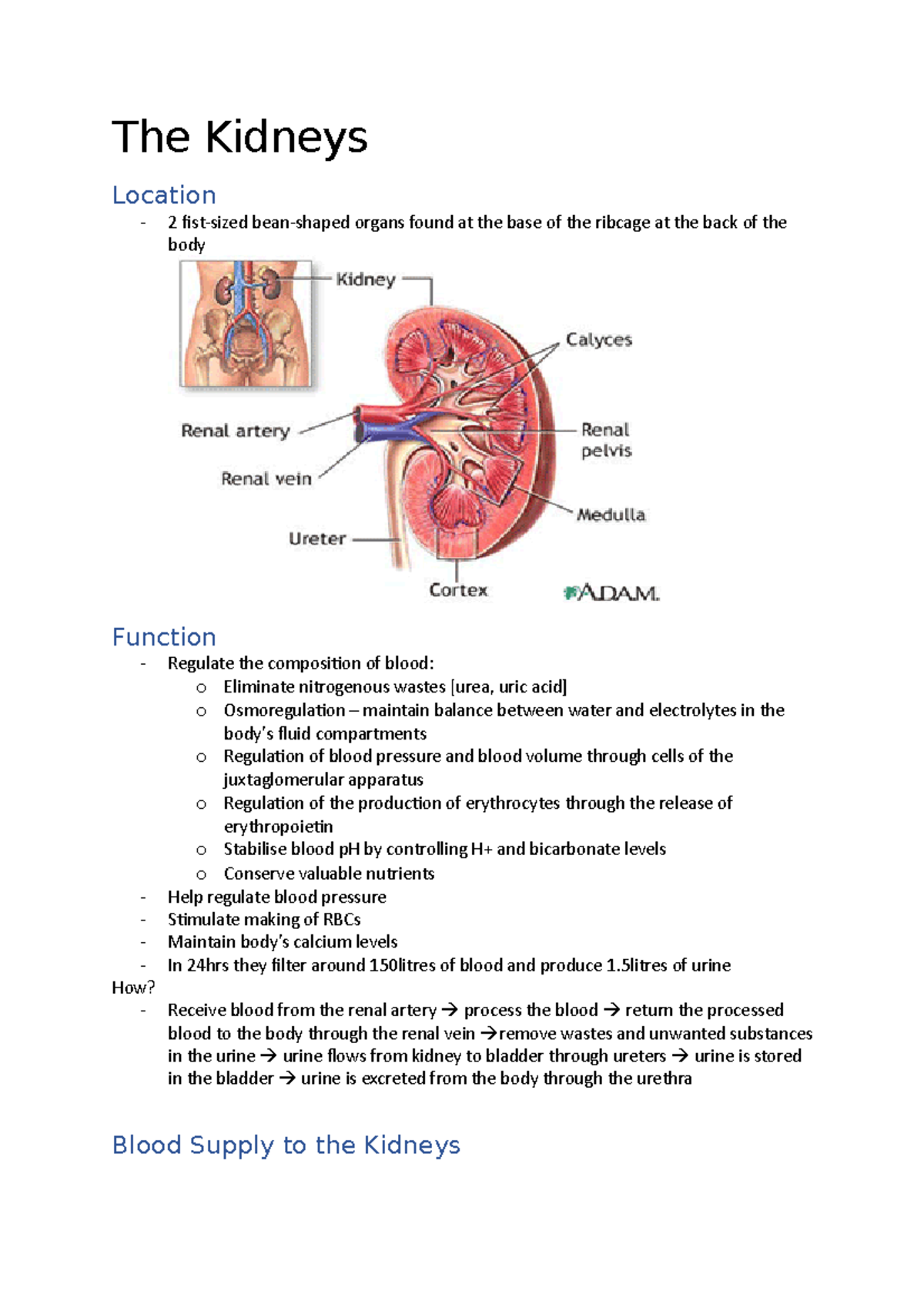 The Kidneys - The Kidneys Location 2 fist-sized bean-shaped organs ...