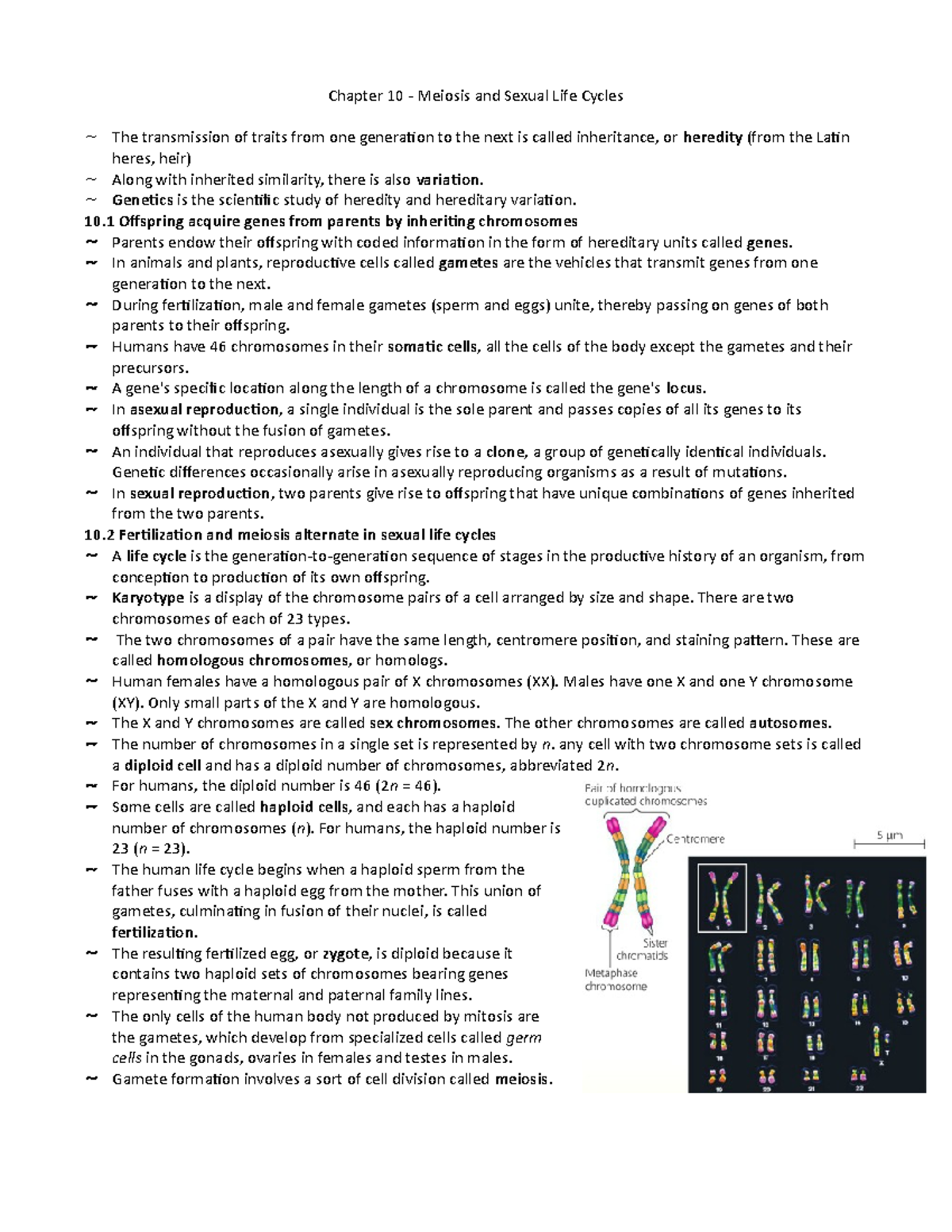 Chapter 10 - Meiosis And Sexual Life Cycles - Genetics Is The ...