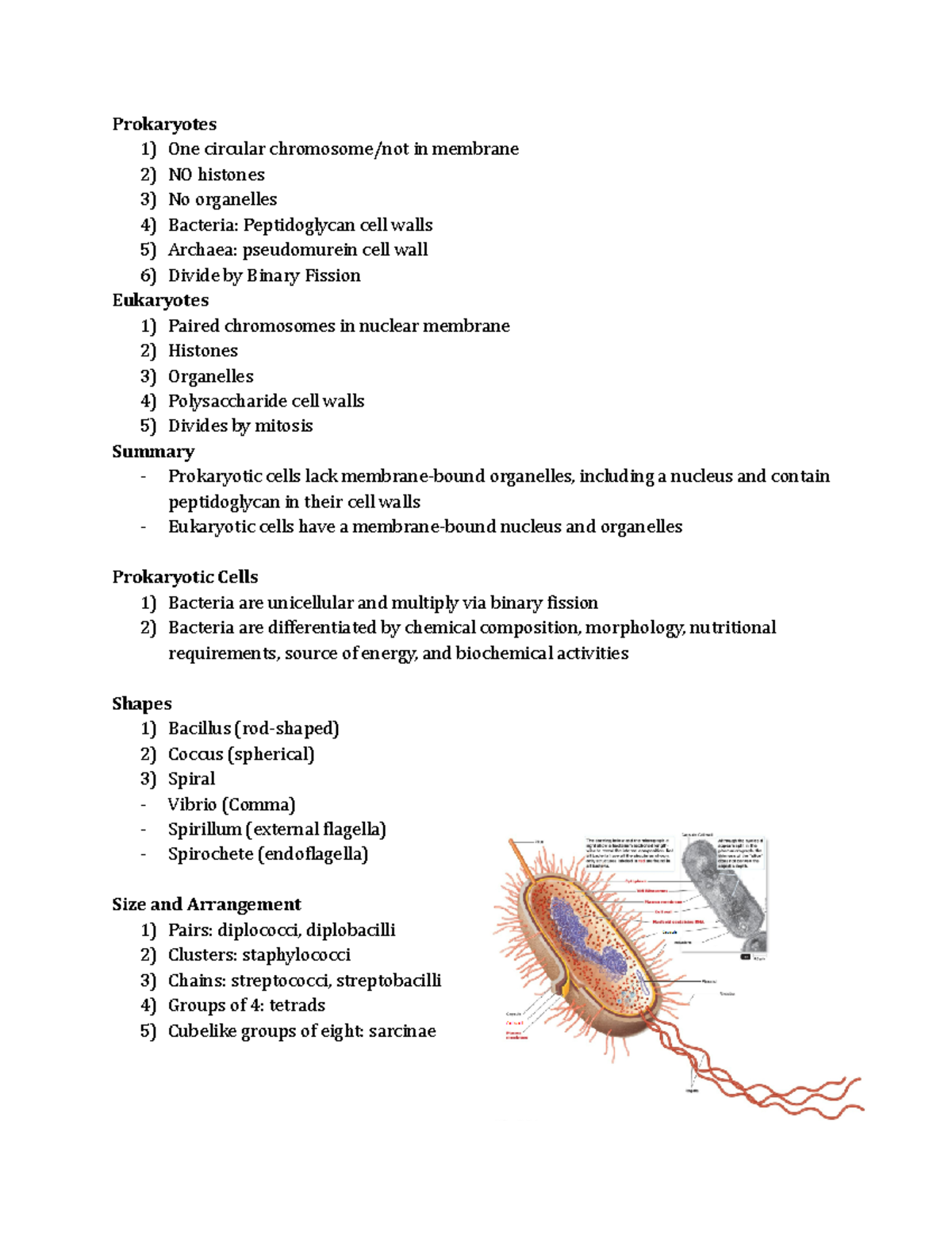 Chapter 4 Microbiology - Prokaryotes 1) One circular chromosome/not in ...