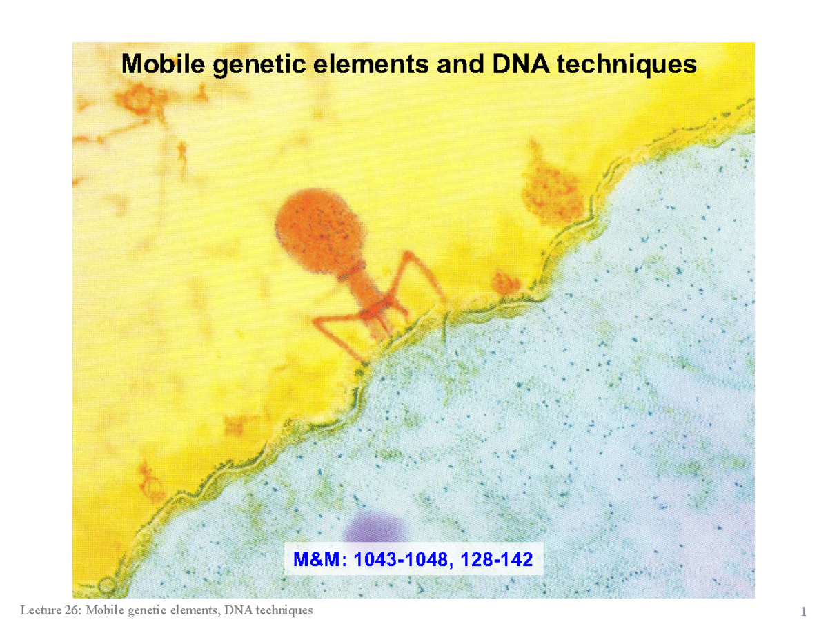 Lecture 26 mobileelements, DNAtechniques (PDF) Mobile elements and DNA techniques