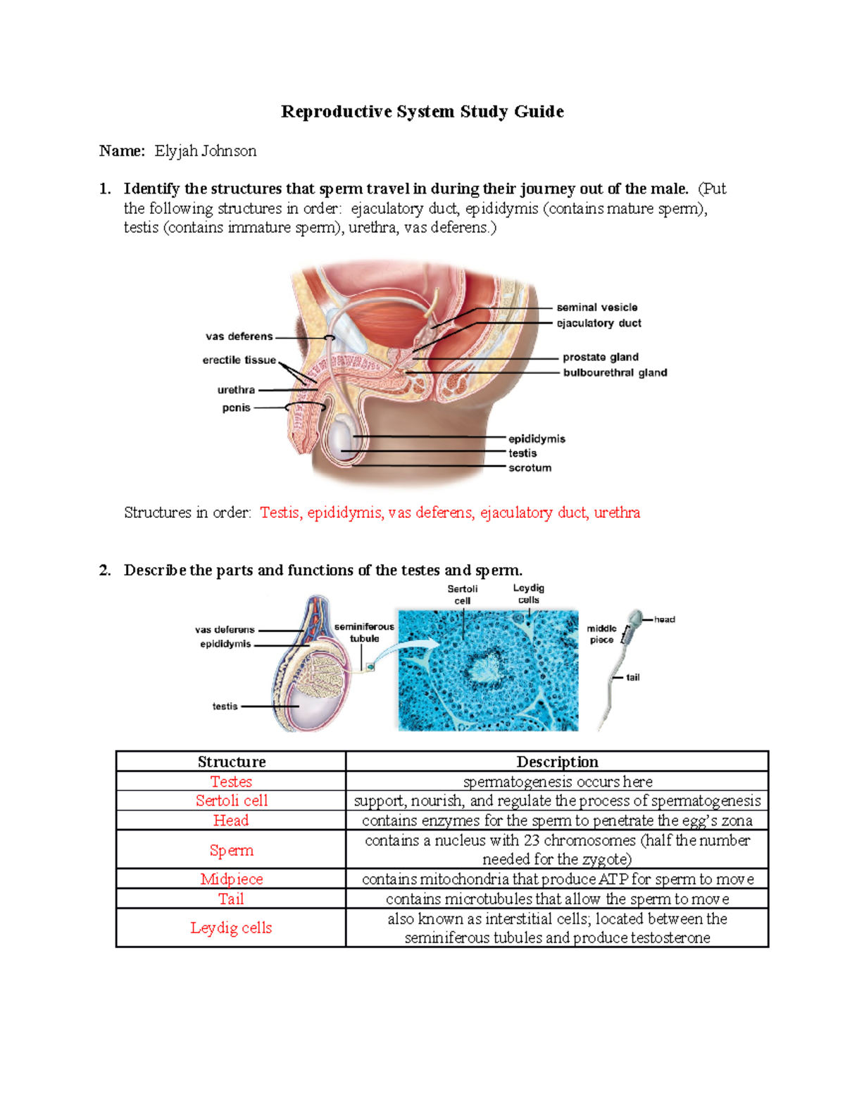 Reproductive System Study Guide - (Put the following structures in ...