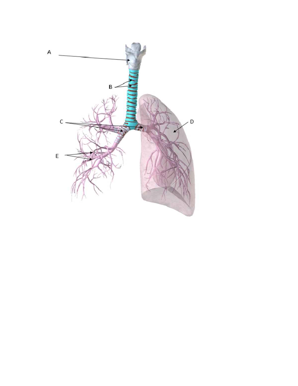 The Unexpected Truth About Your Upper Respiratory System'S Anatomy - g3p0tr1