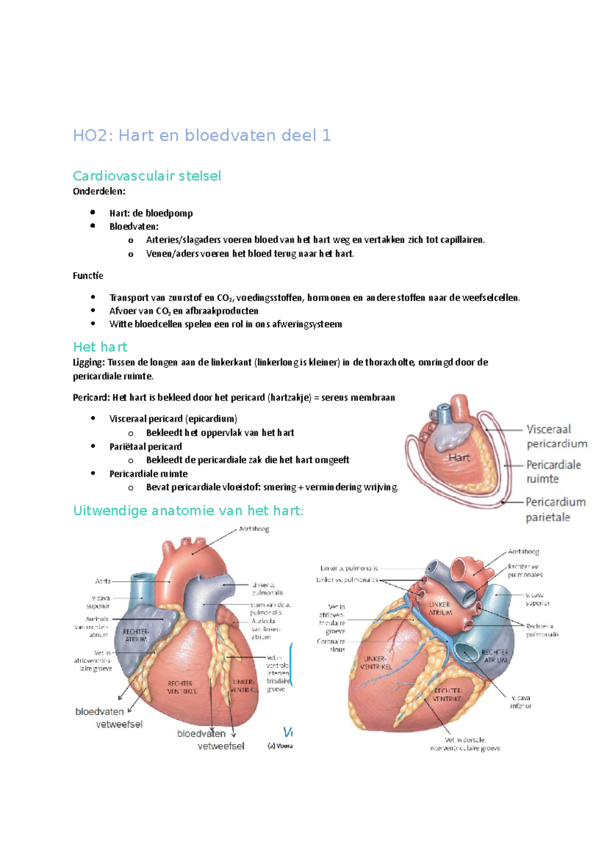 Anatomie En Fysiologie H2 2021 - HO2: Hart En Bloedvaten Deel 1 ...