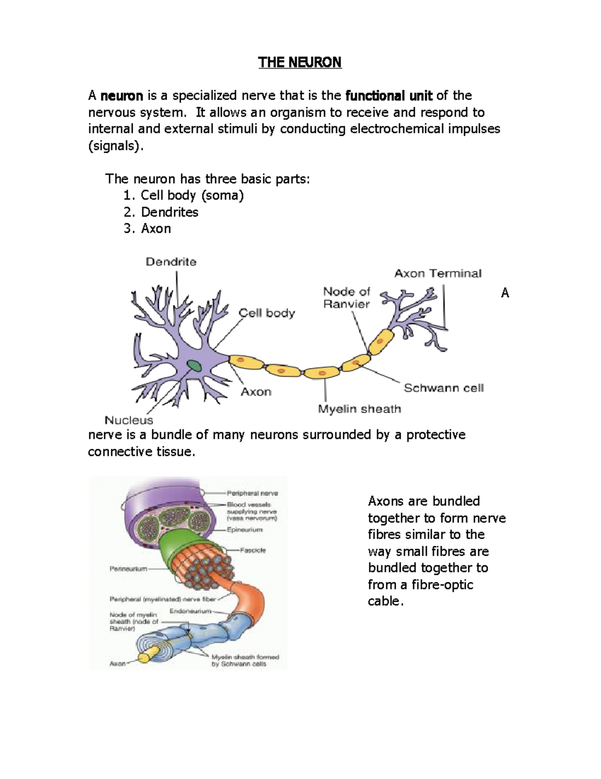 2 THE Neuron THE NEURON A neuron is a specialized nerve that is the