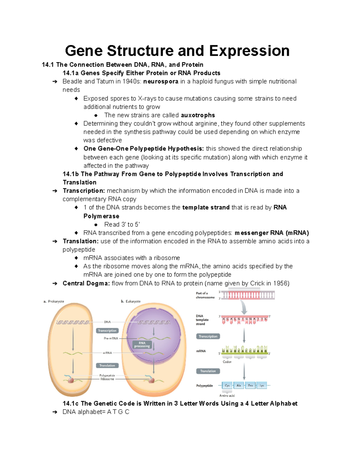 Unit 14 - unit 14 - Gene Structure and Expression 14 The Connection ...