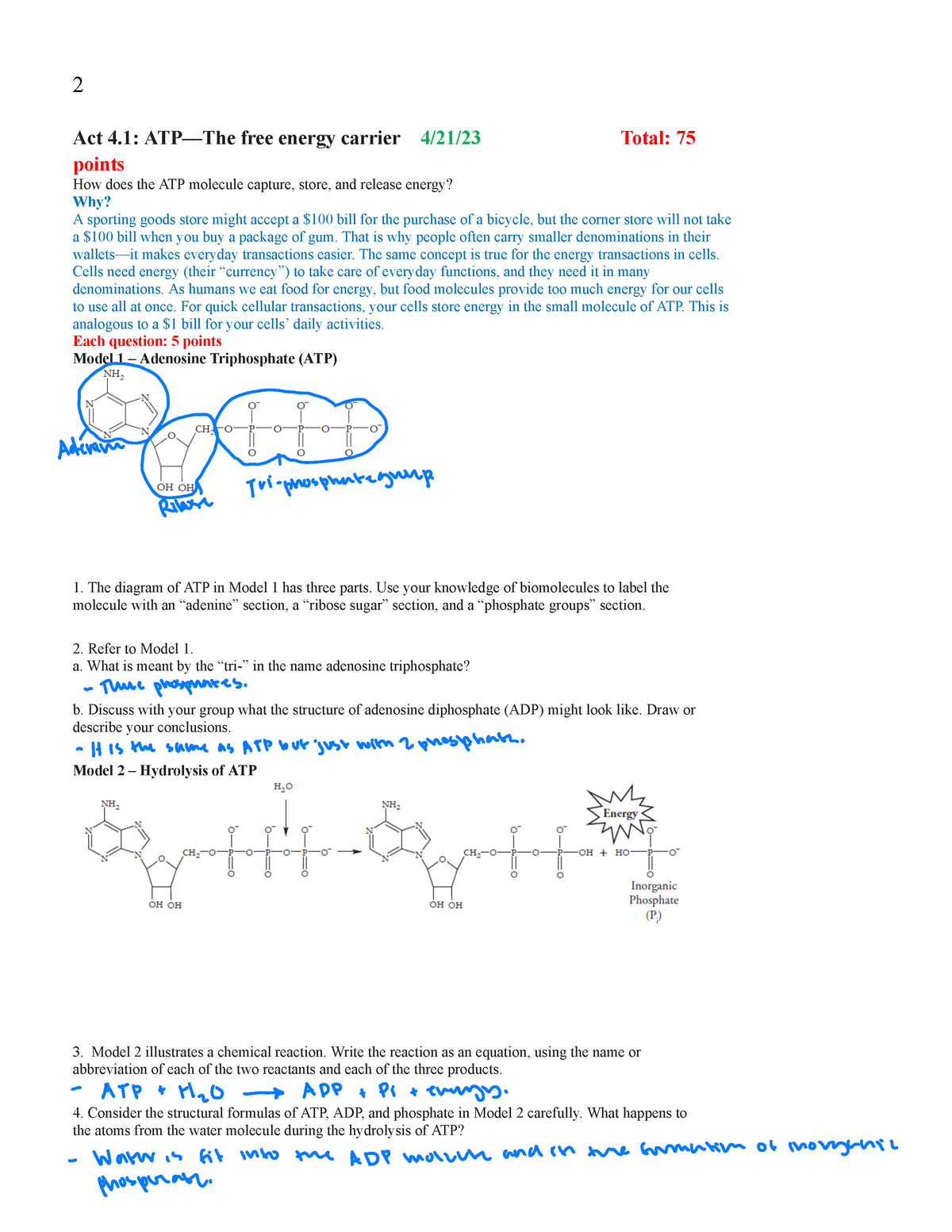 1. Draw and label the parts of an ATP and ADP molecule. . 2. Explain (in  diagrams) how energy can be - brainly.com