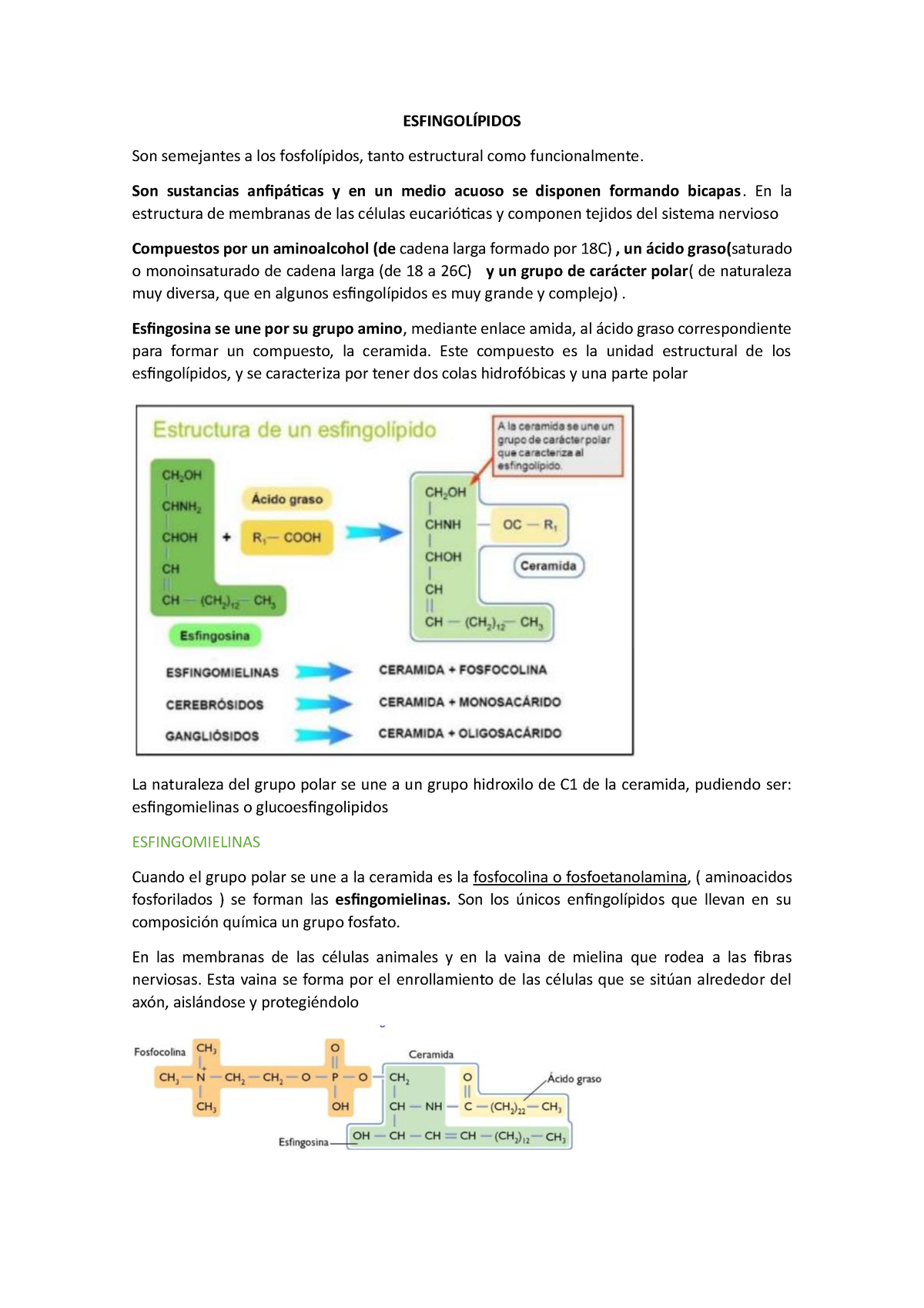 Esfingolípidos - Biología - ESFINGOLÍPIDOS Son semejantes a los ...