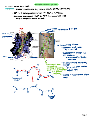 Chapter 9 Membrane Structure - Membrane Structure Biological membranes ...