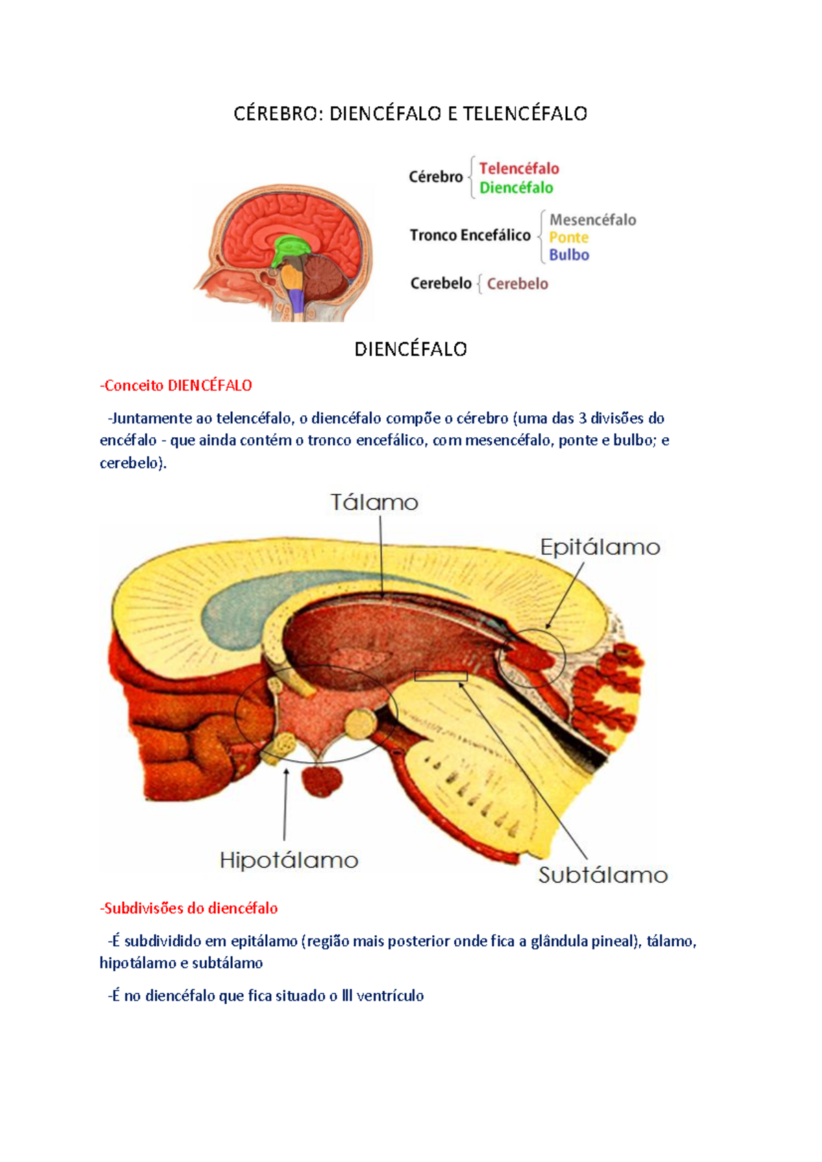 Resumo Anatômico Do Encéfalo CÉrebro DiencÉfalo E TelencÉfalo