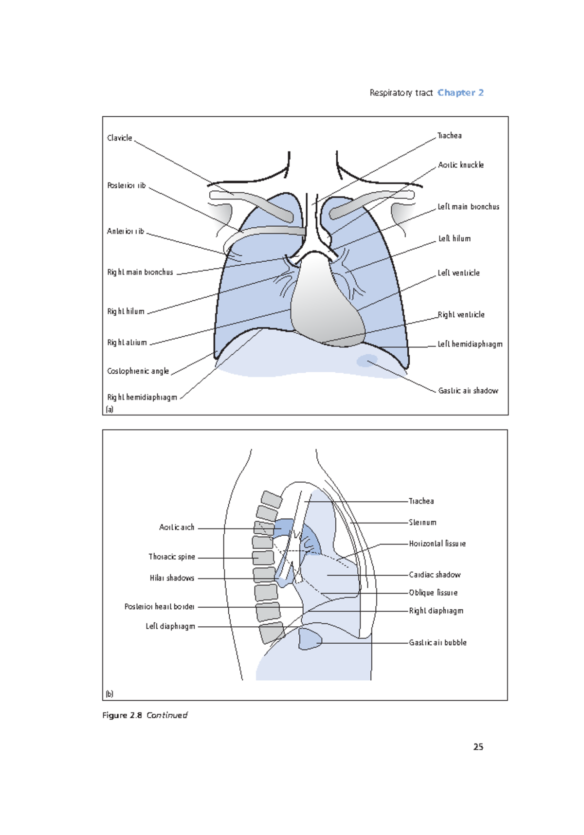 Radiology Lecture Notes 9 - Respiratory tract Chapter 2 25 Trachea ...