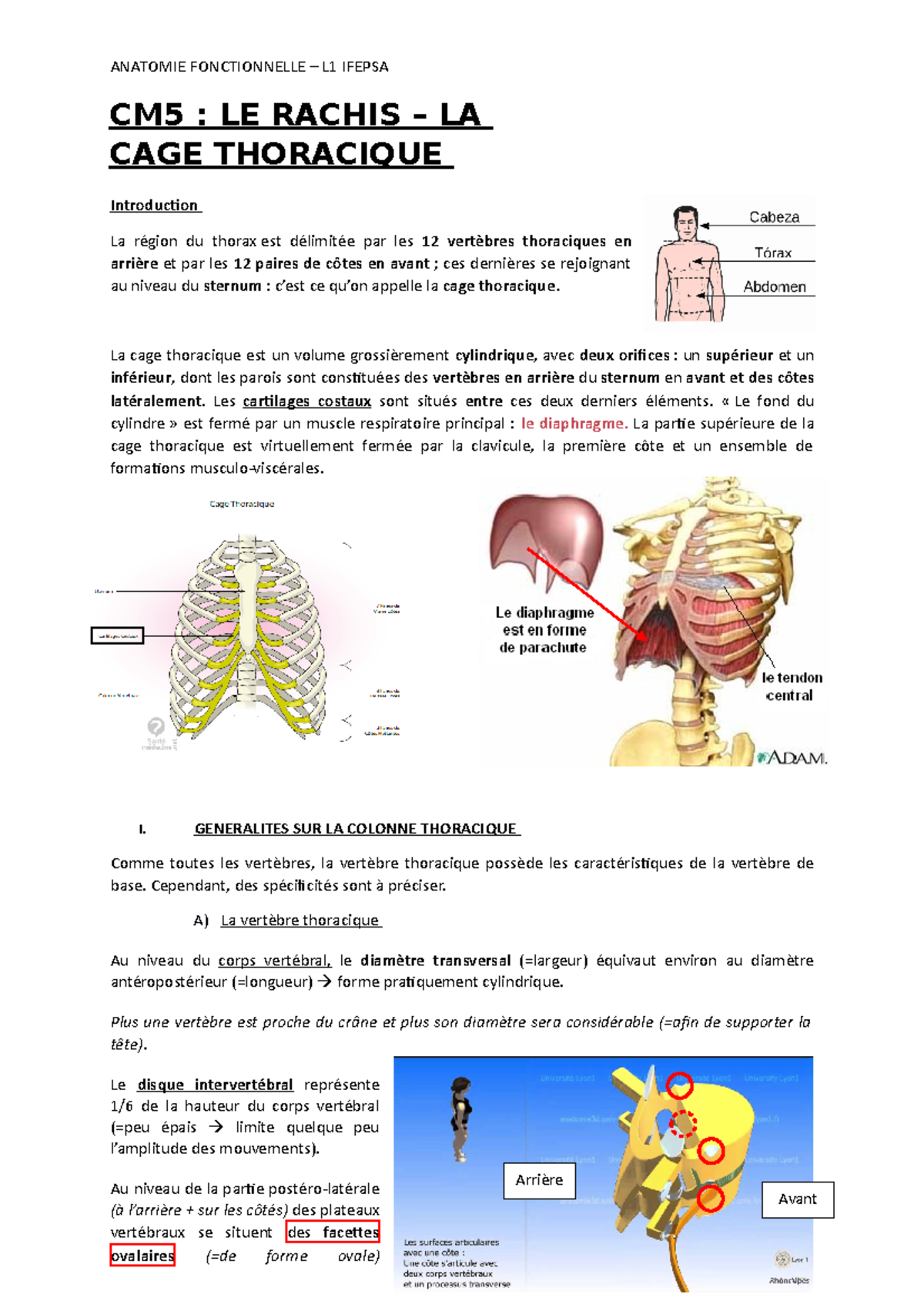 CM5 - LE Rachis Thoracique ET CAGE - ANATOMIE FONCTIONNELLE – L1 IFEPSA ...