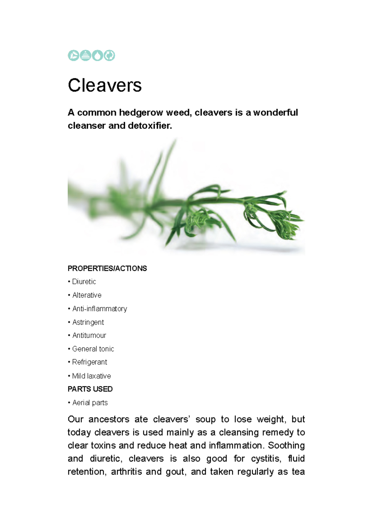 Natures Pharmacy27 Cleavers A common hedgerow weed, cleavers is a