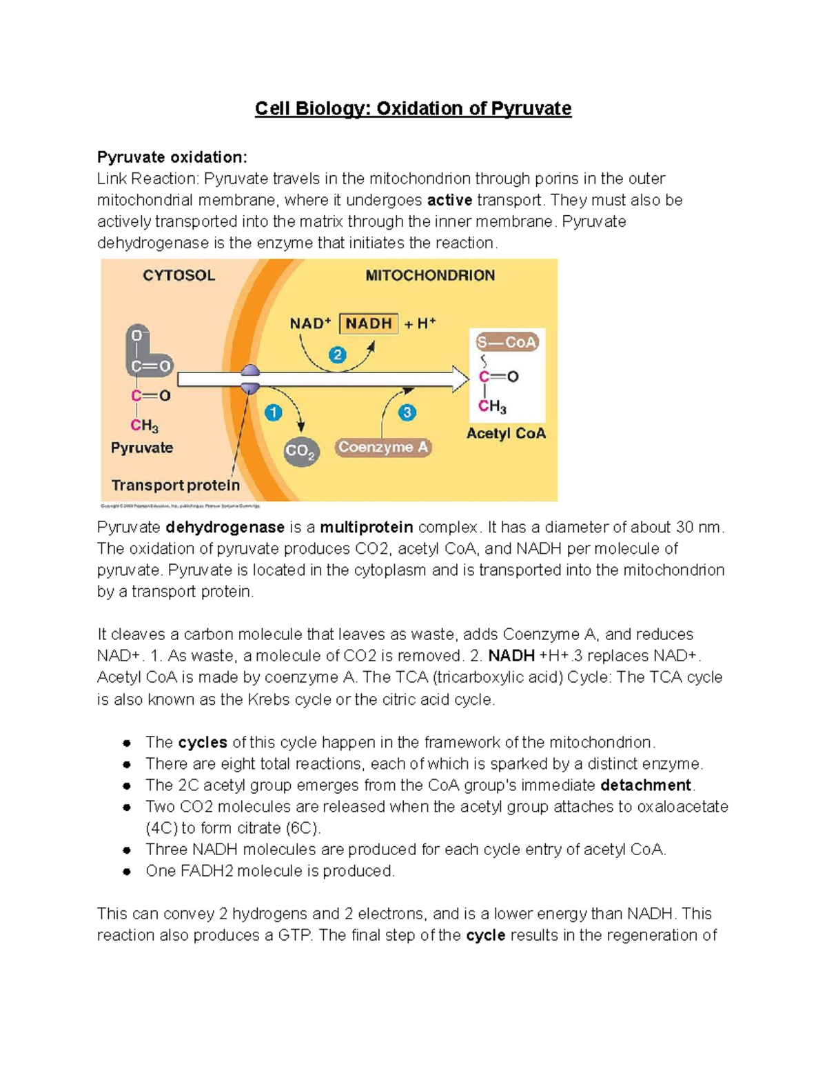 Cell Biology Oxidation of Pyruvate Cell Biology Oxidation of