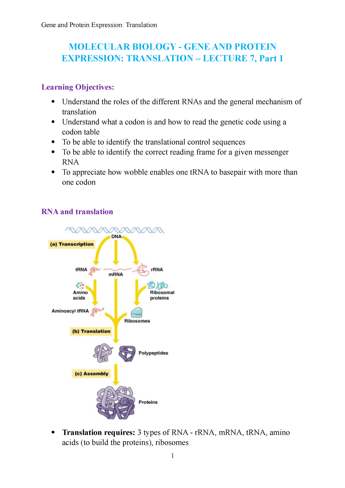 Translation - Lecture Notes From The First Topic - Cell And Molecular ...