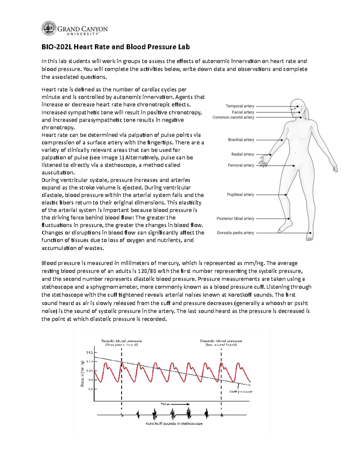 bio-202l-rs-activity-2heart-rate-and-blood-pressure-lab-onground-2