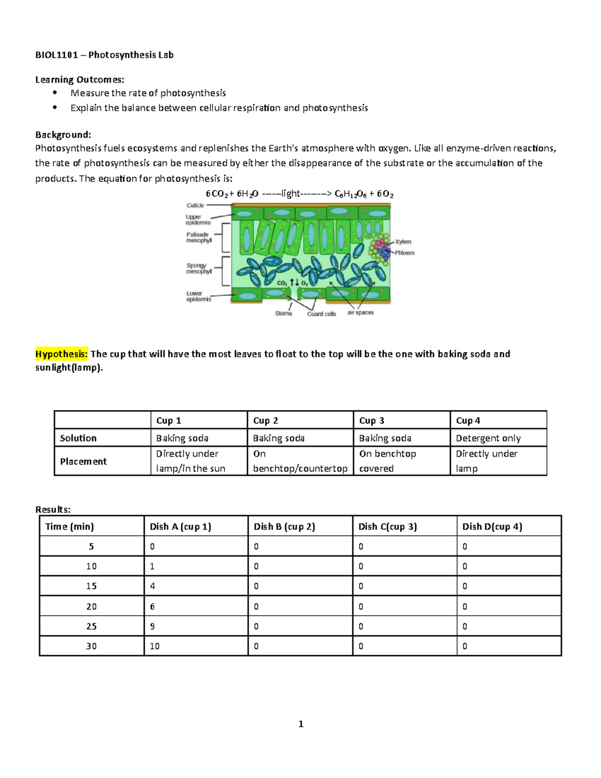 Photosynthesis 1101 lab report BIOL1101 Photosynthesis Lab