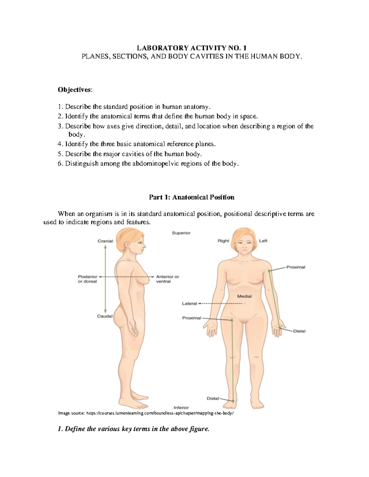 1 Planes AND BODY Cavities - LABORATORY ACTIVITY NO. 1 PLANES, SECTIONS ...