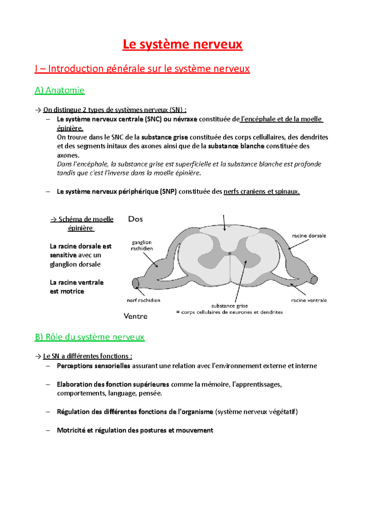 Le système nerveux - Anatomie, rôle et fonctionnement des neurones - Le ...