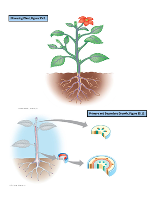 BIO 182 RS Study Guide 1 - BIO-182 Exam 1 Study Guide Directions: This ...