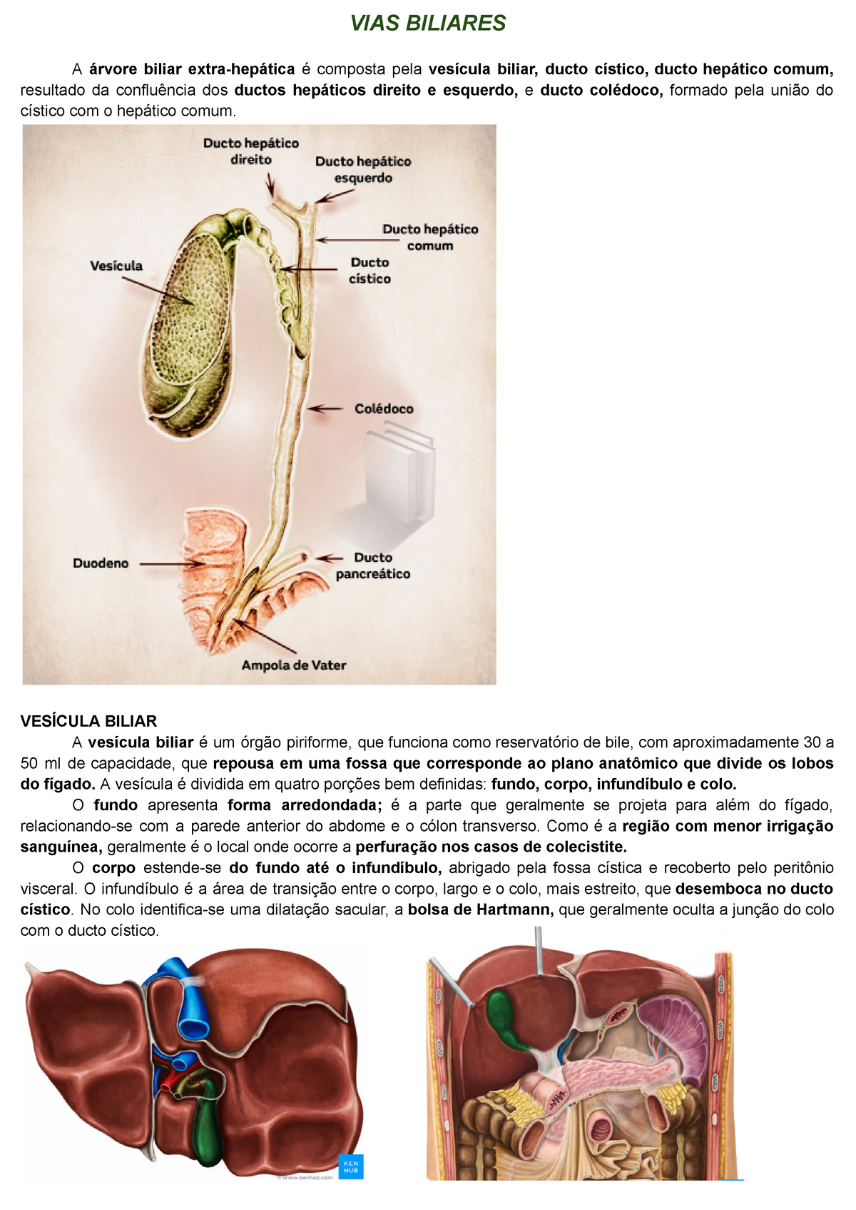 Vias Biliares Resumo Vias Biliares A Rvore Biliar Extra Hep Tica Composta Pela Ves Cula