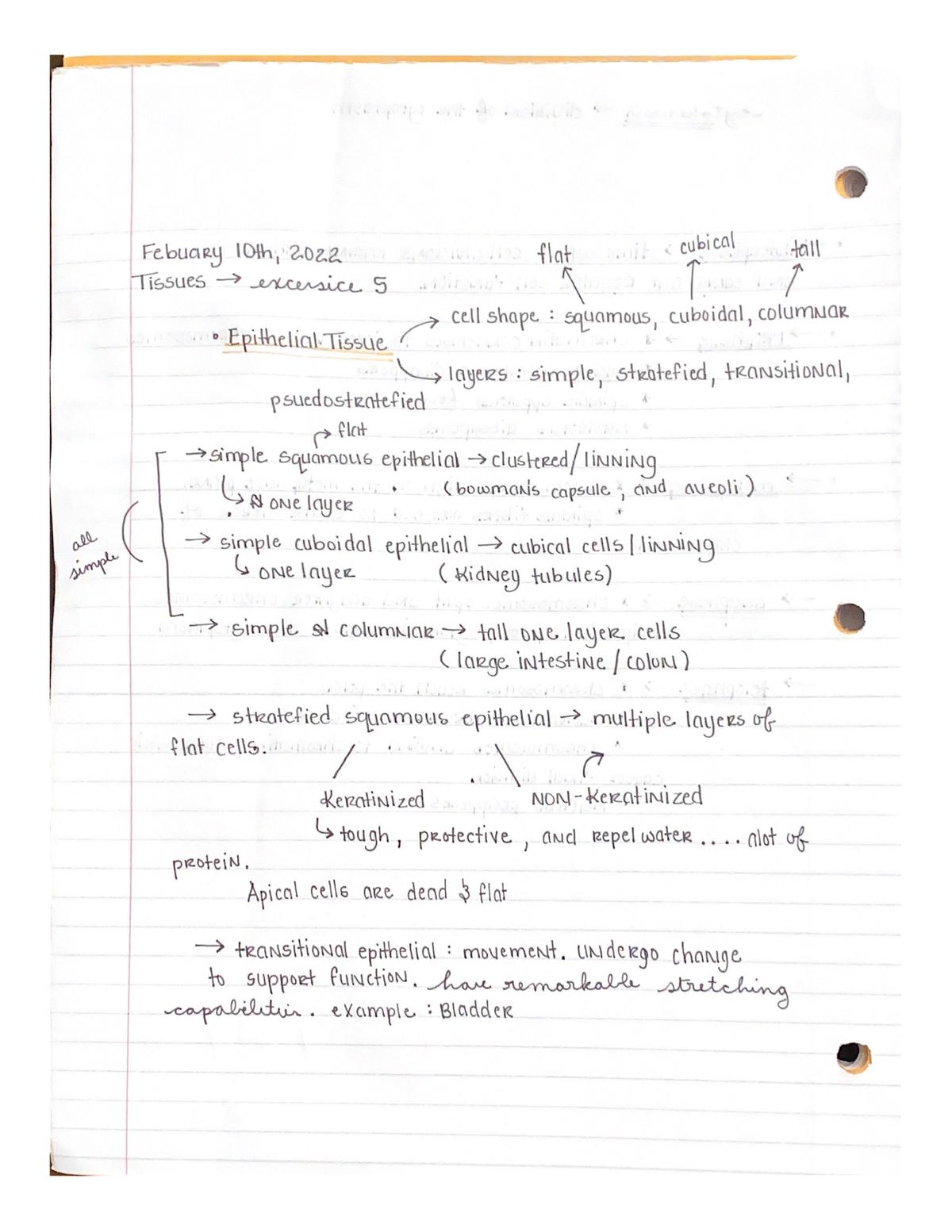 Scanned Documents - This page describes the sense organs and some ...