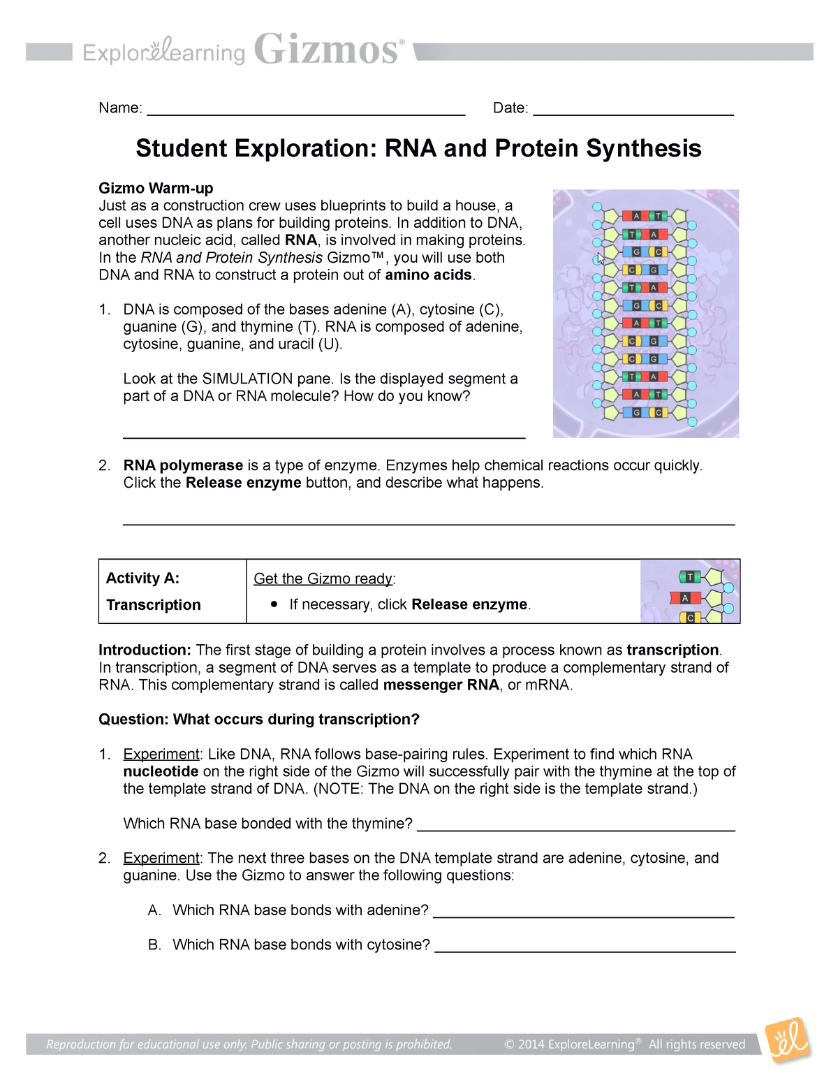 RNA Protein Synthesis Gizmo - Name ...