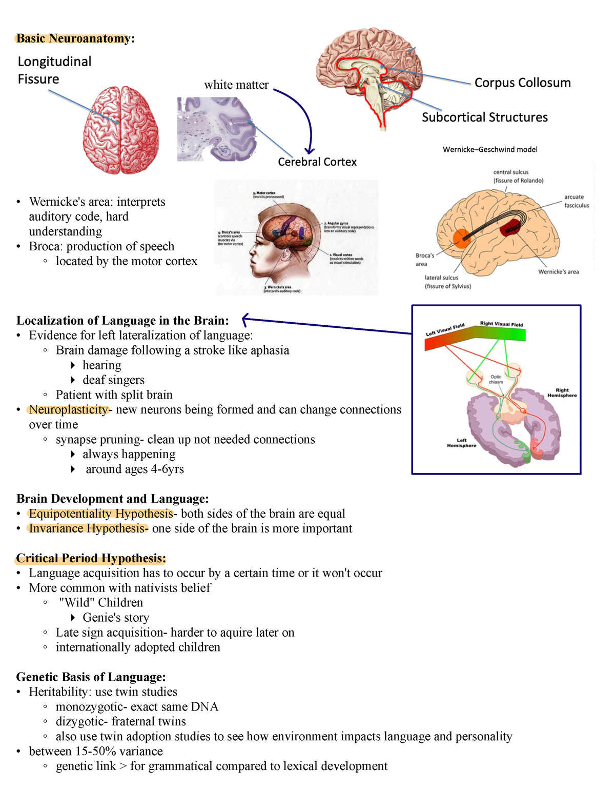 Lecture 3 Notes - Basic Neuroanatomy: Wernicke's area: interprets ...