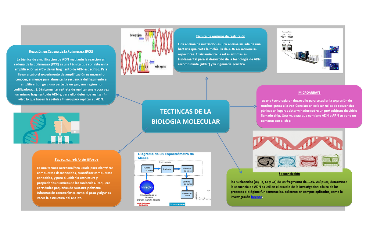 Mapa mental Tec,BioM - Técnica de enzimas de restricción Una enzima de  restricción es una enzima - Studocu