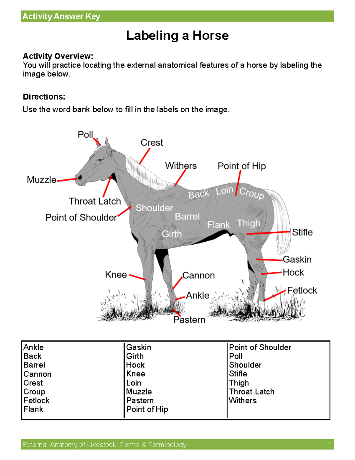 Activity-Labelinga Horse Answer Key - Activity Answer Key External ...