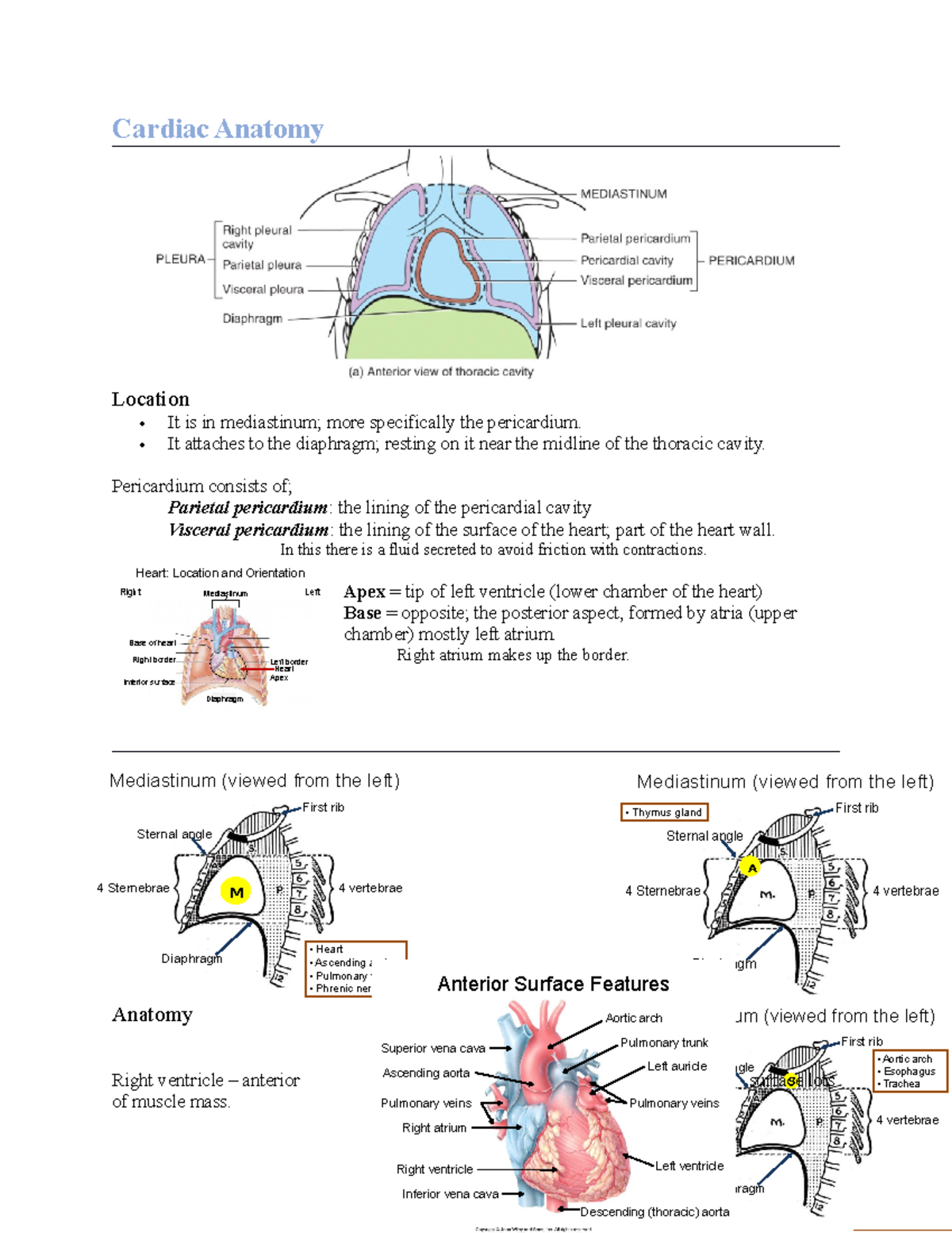 01 Winter Cardiac Anatomy Copy - Mediastinum (viewed From The Left) P 