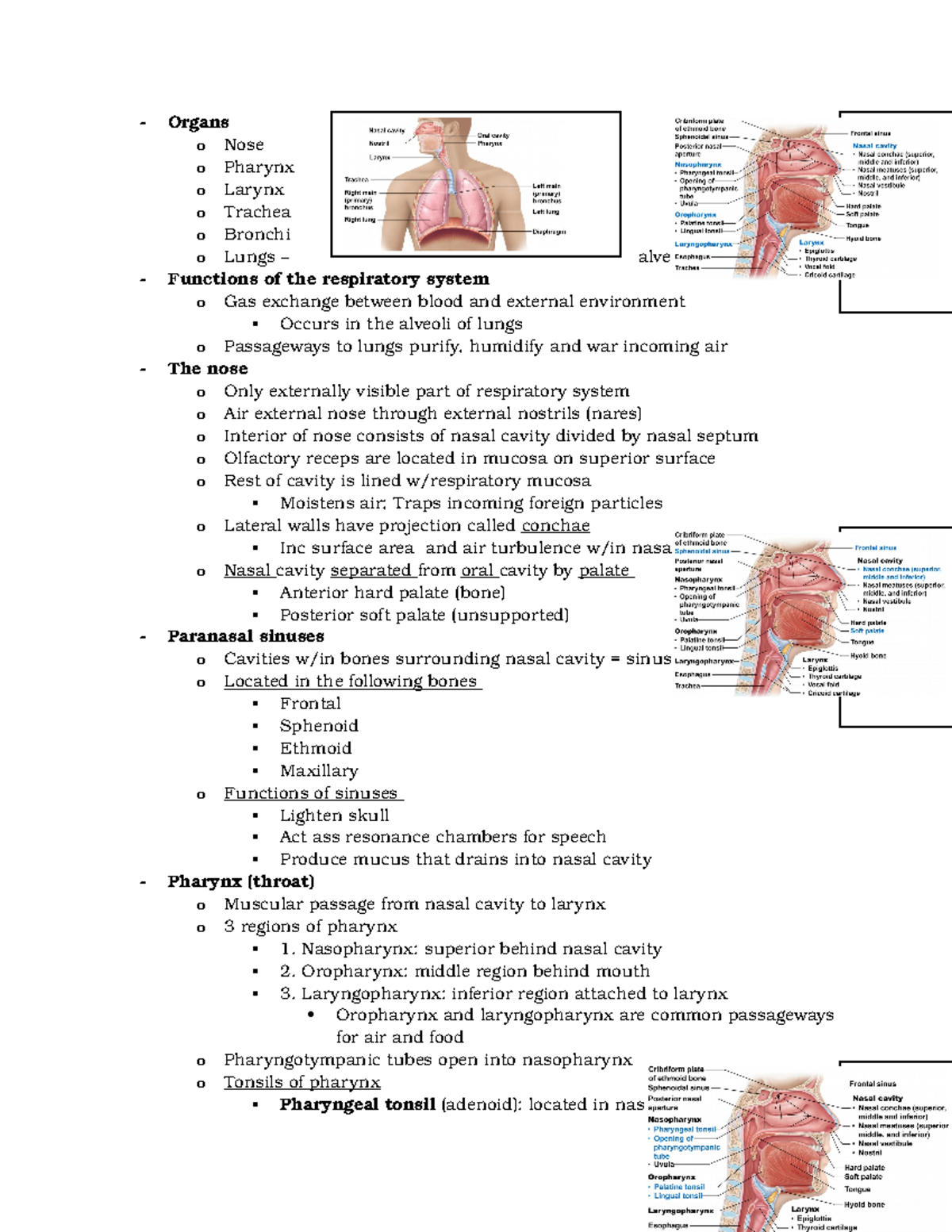 Chapter 22 - Respiratory System - Organs O Nose O Pharynx O Larynx O 