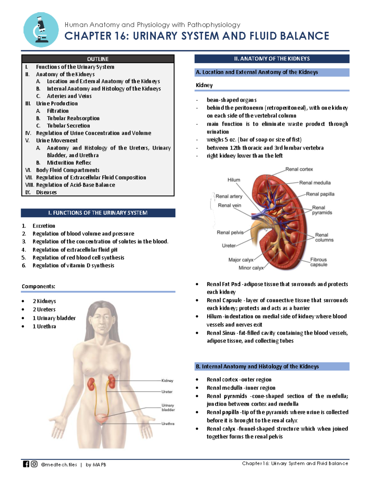 16. Urinary System and Fluid Balance - Human Anatomy and Physiology ...