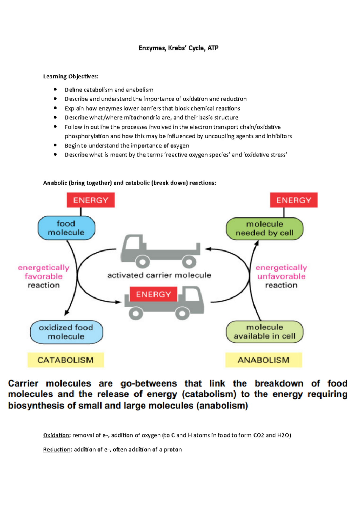 Enzymes, Krebs, ATP Cell biology Enzymes, Krebs’ Cycle, ATP