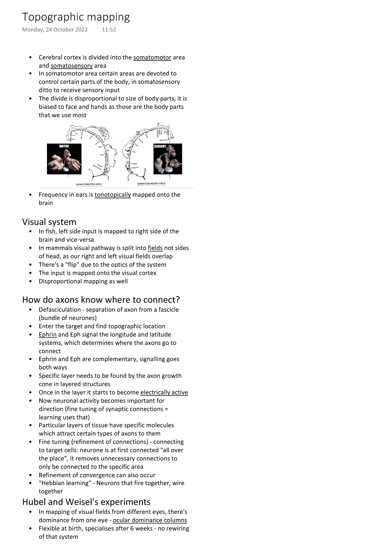Topographic mapping - Cerebral cortex is divided into the somatomotor ...