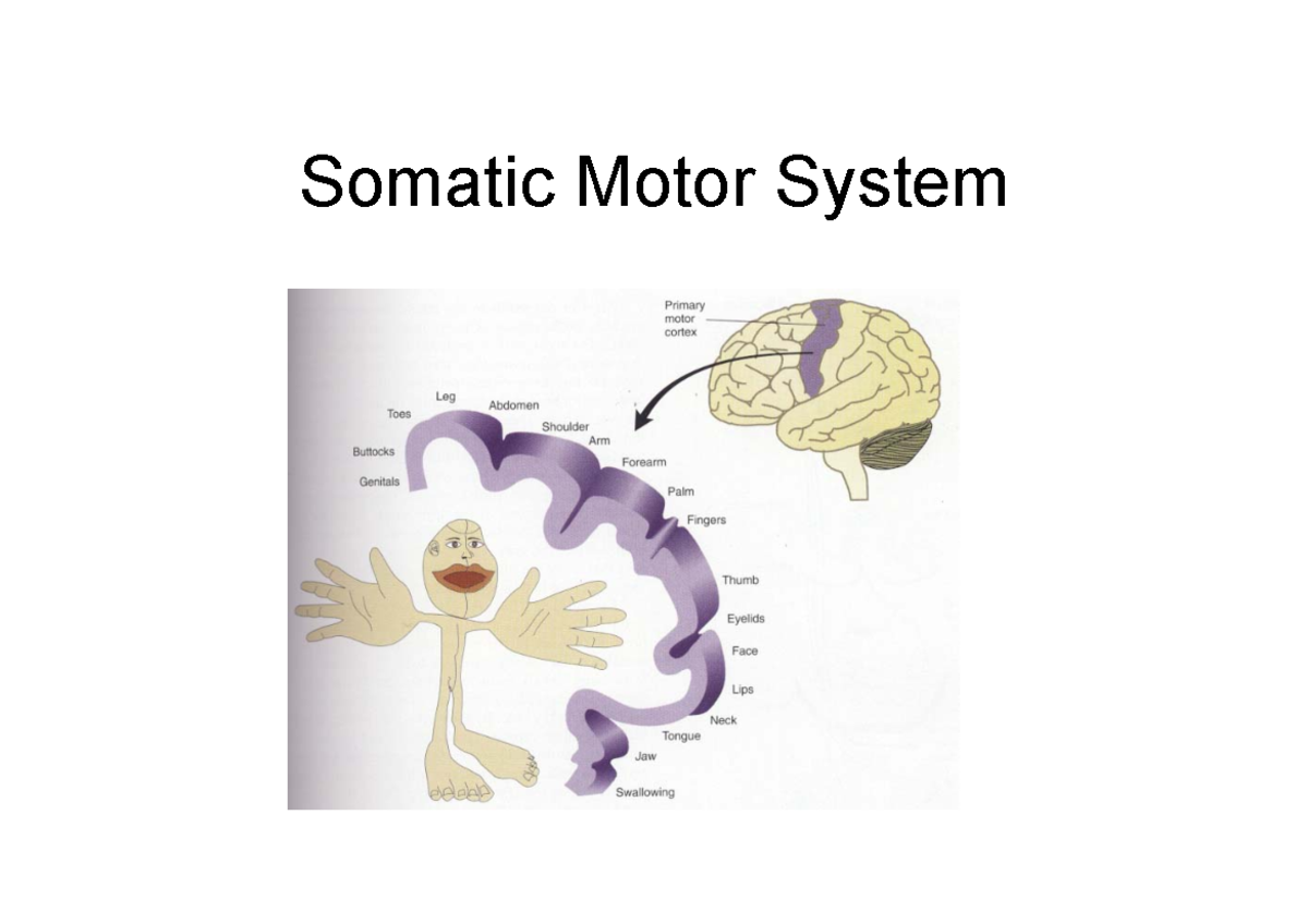 Ophthalmic Anatomy and Physiology - Somatic Motor System - Somatic ...