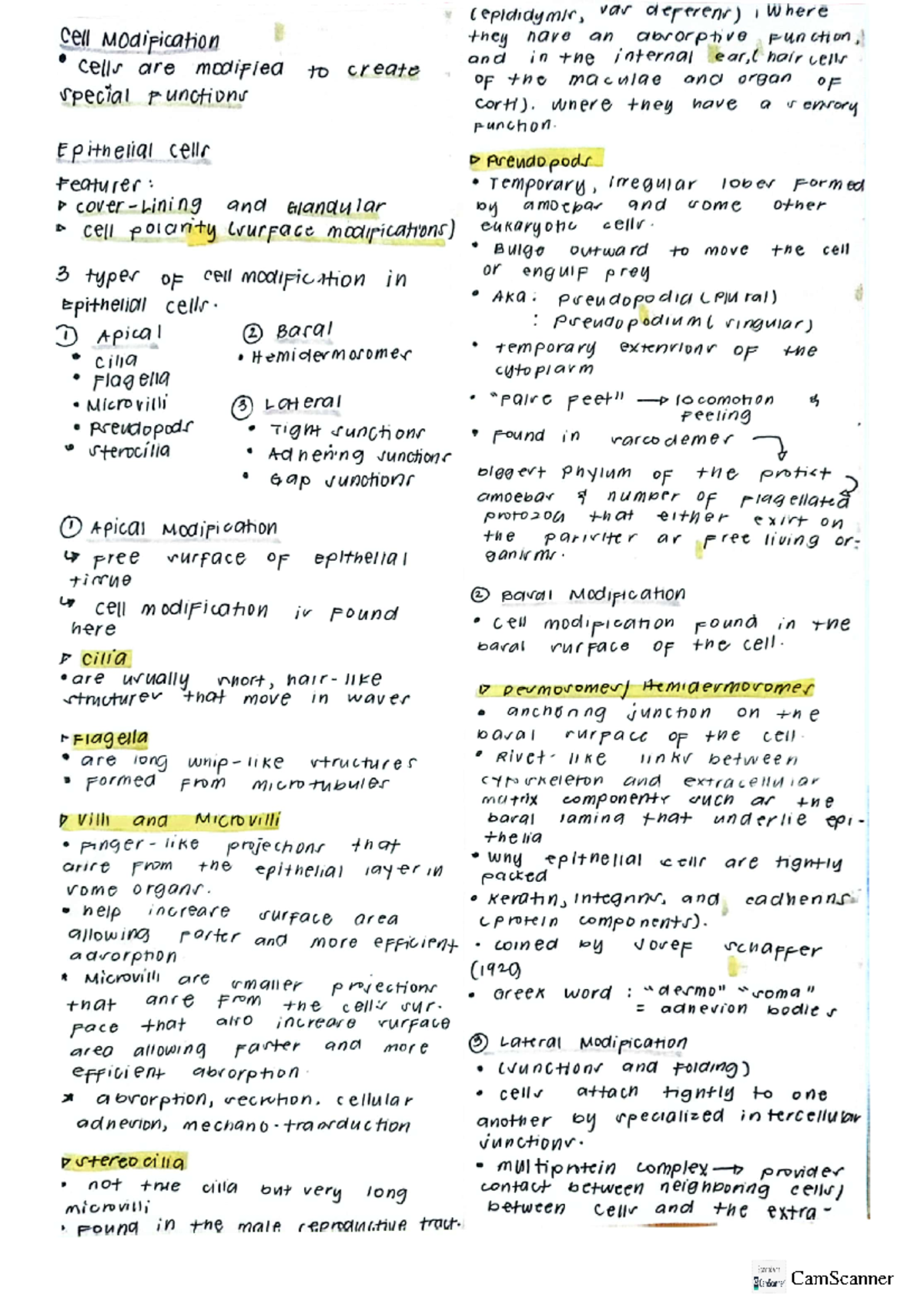 4 cell modification and animal cells tissues - (epididymir, vas ...