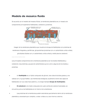 Modelo de mosaico fluido - Imagen de la membrana plasmática que muestra la  bicapa de fosfolípidos - Studocu