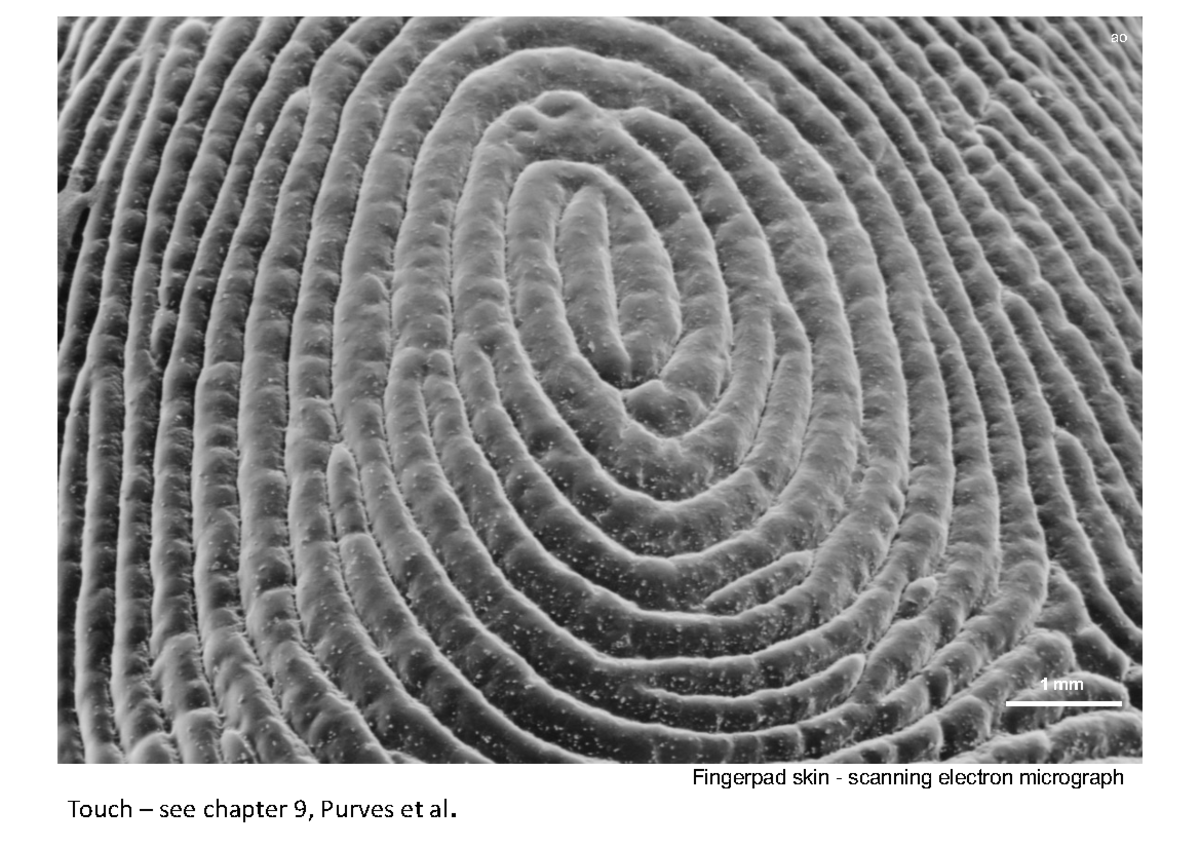 Lect 9 2024 - neuroscience - 1 mm Fingerpad skin - scanning electron ...
