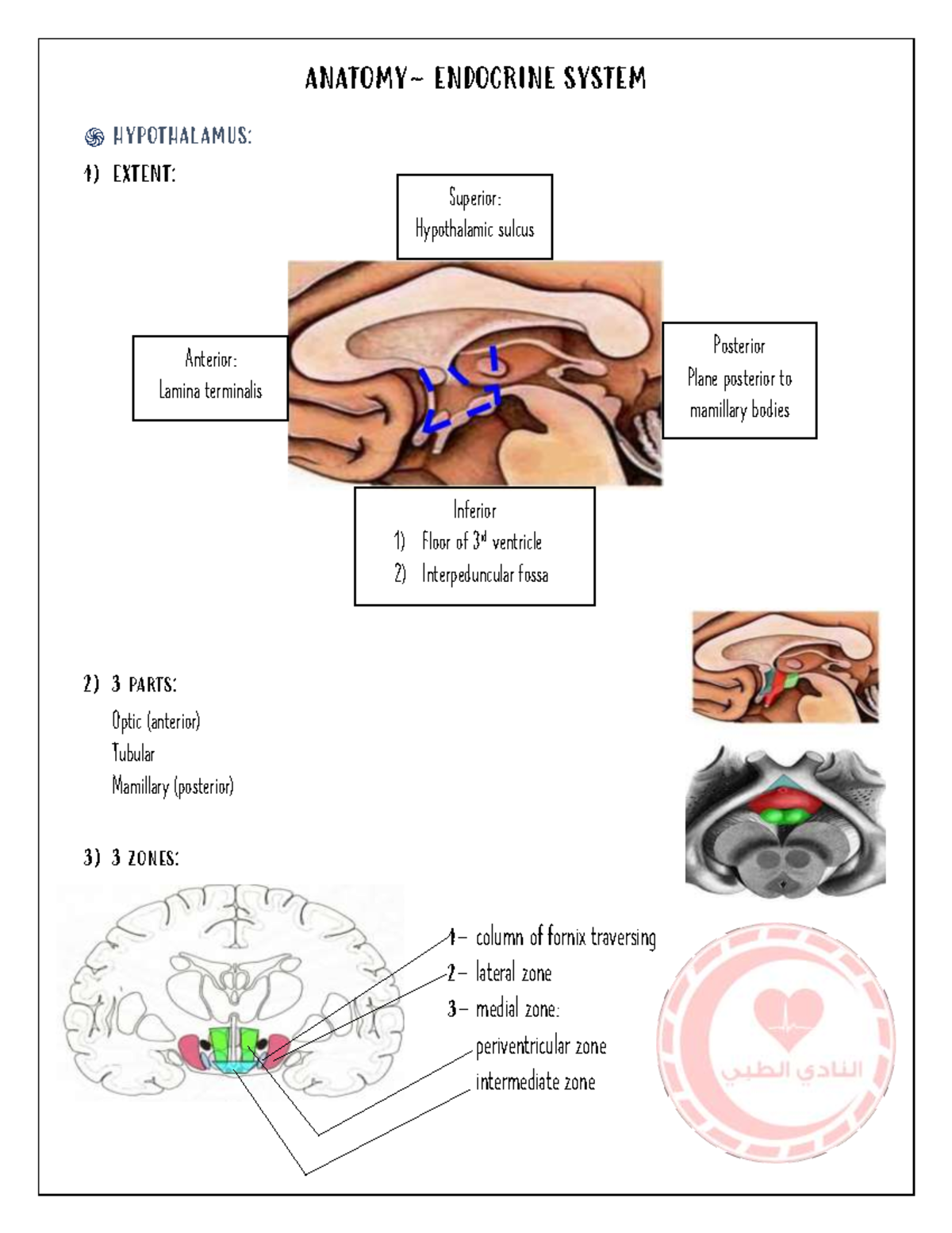 Anatomy 1 - anatom sum. for 3rd ear - ANATOMY- ENDOCRINE SYSTEM ...